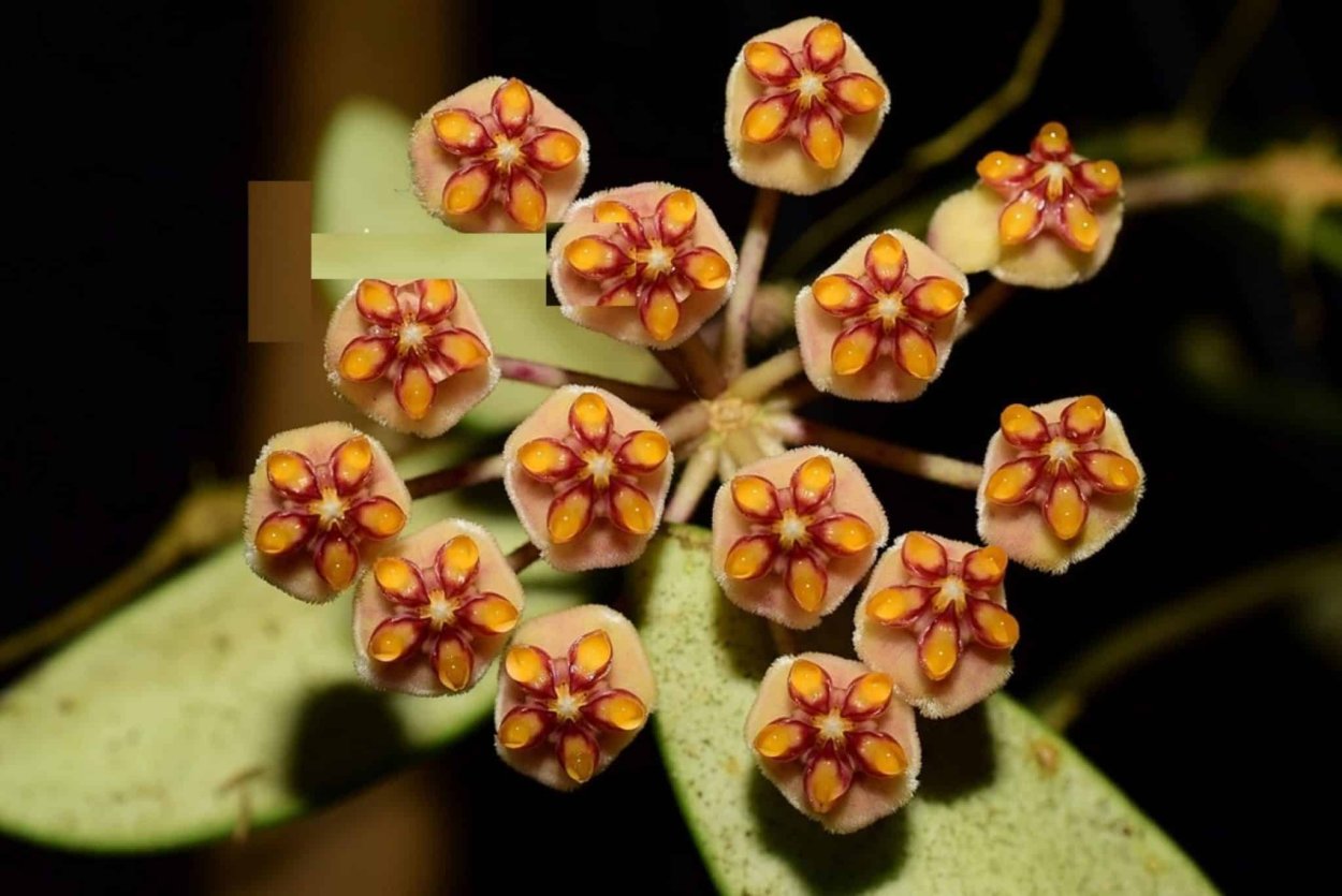 Hoya anncajanoae, EPC-860