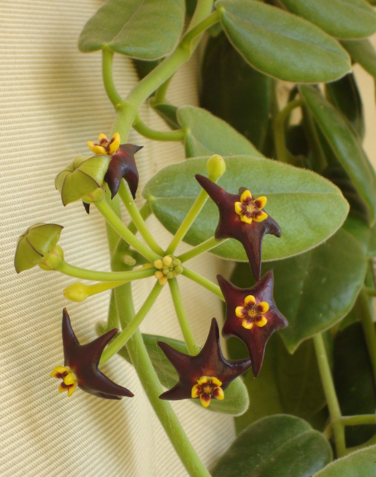 Хойя цилиата Hoya ciliata