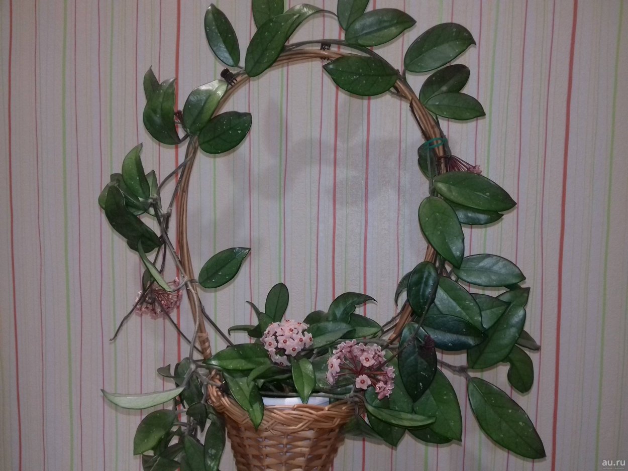 Хойя Карноза листья