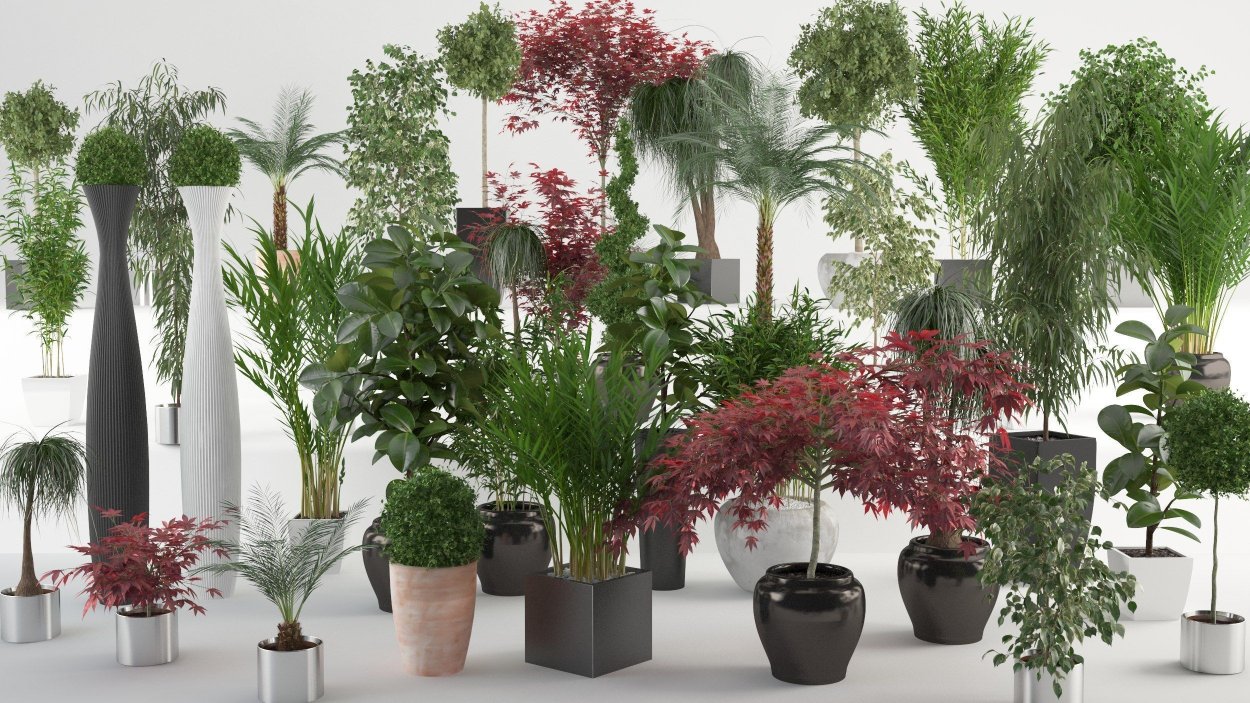Декоративные домашние растения