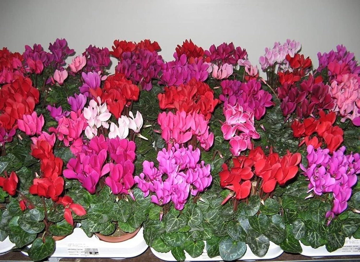 Цикламен патио микс