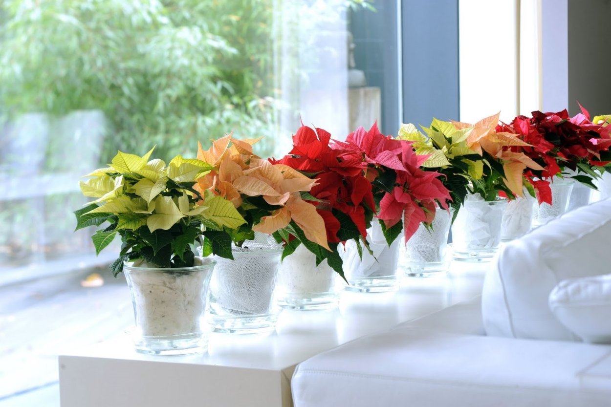 Пуансеттия на подоконнике