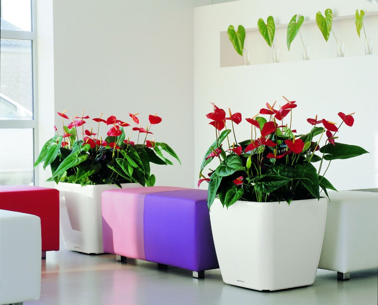 Кашпо Lechuza Квадро