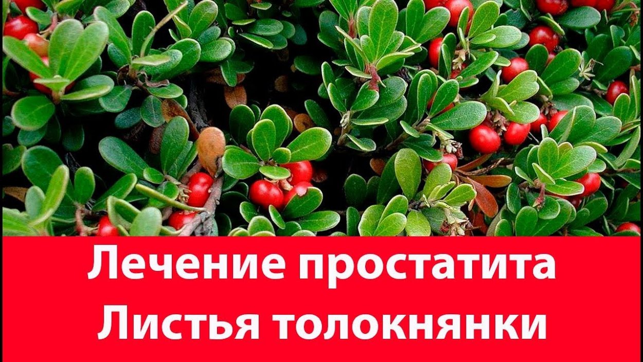Толокнянка на румынском языке
