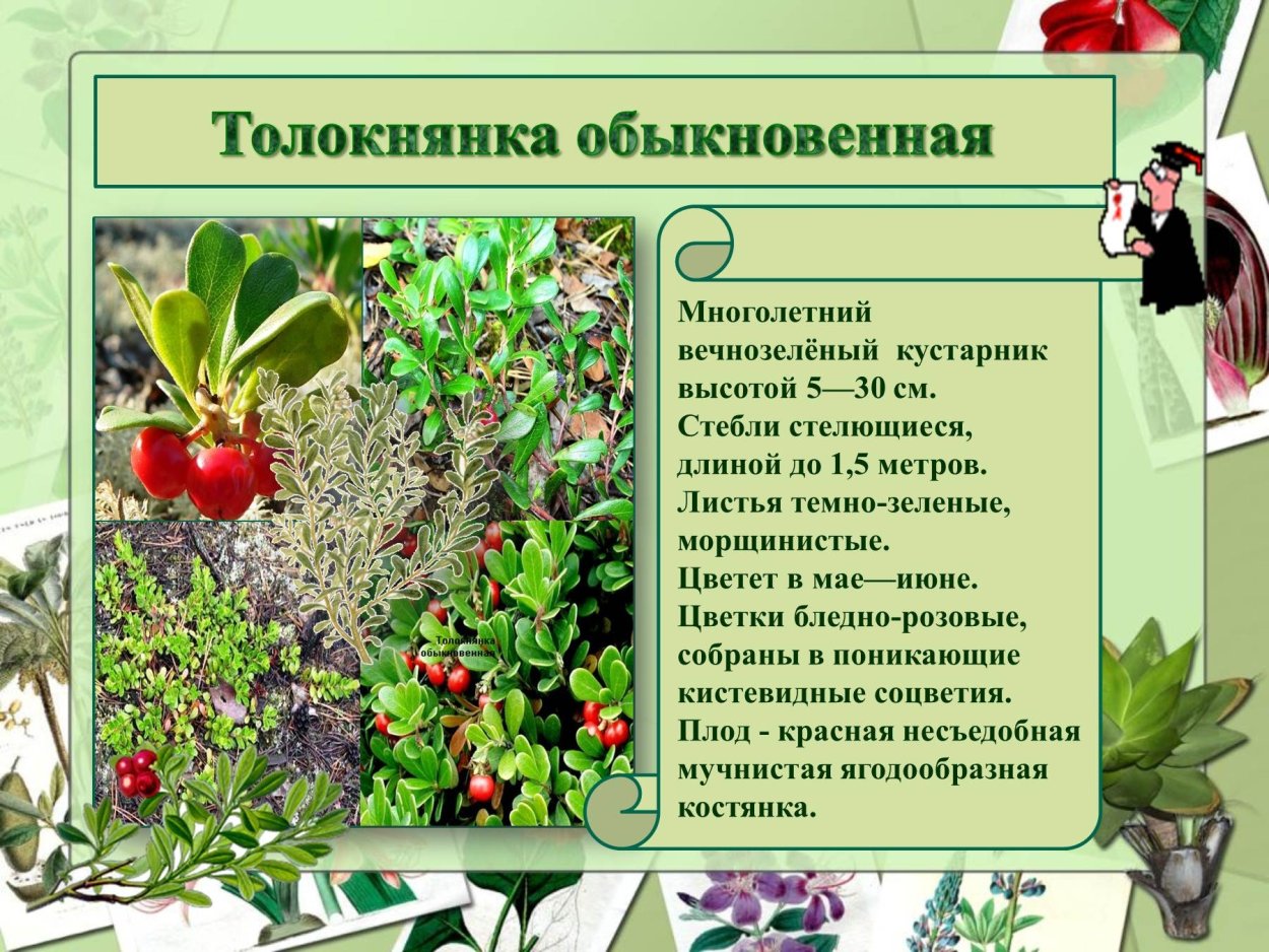 Толокнянка обыкновенная жизненная форма