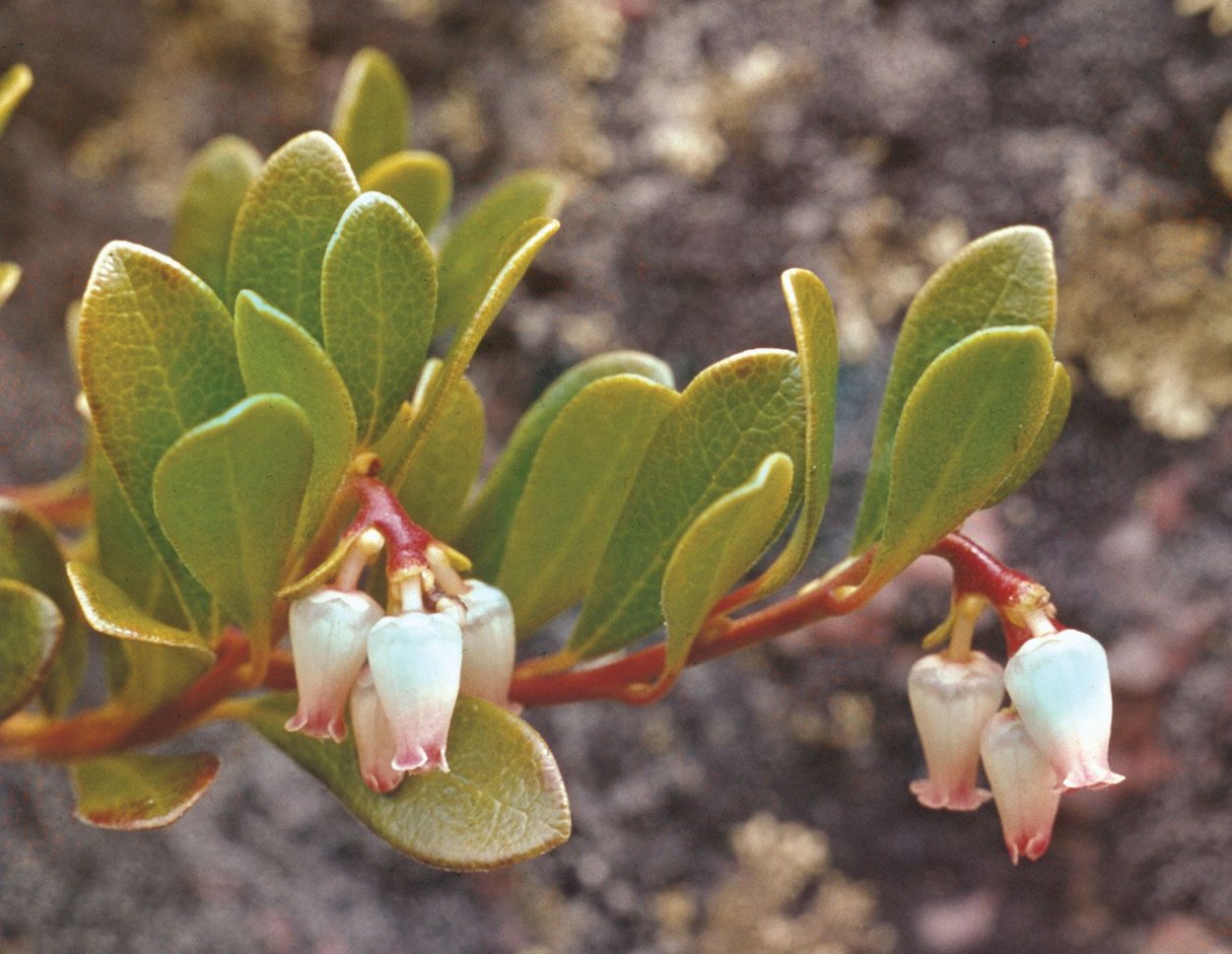 Bearberry