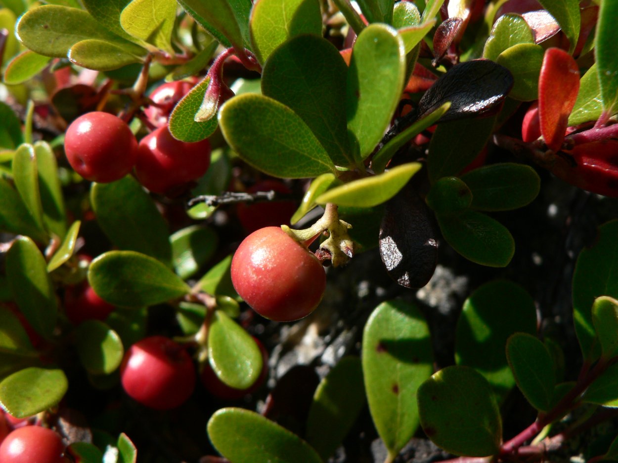 Толокнянка обыкновенная Arctostaphylos UVA ursi