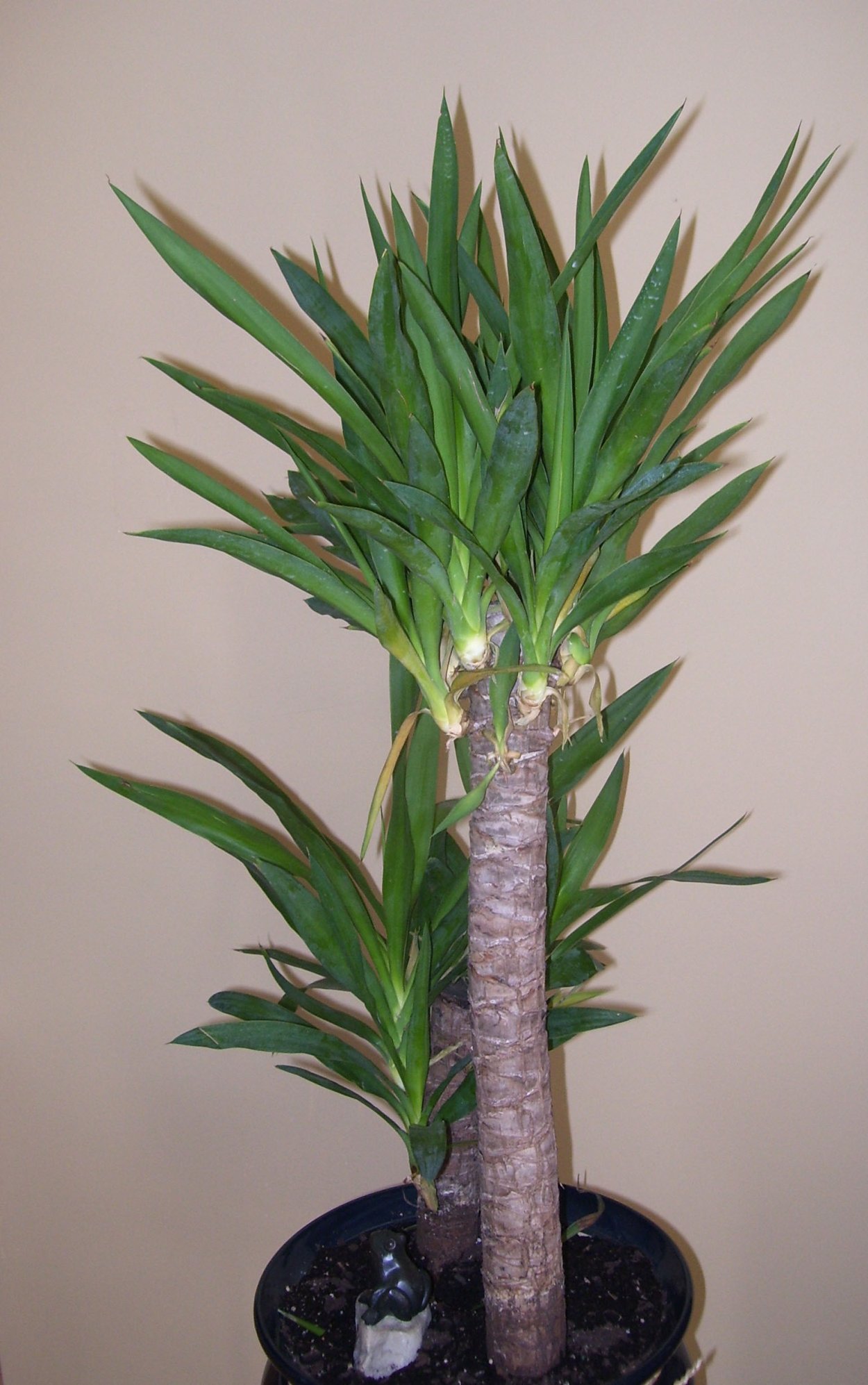 Юкка двухствольная