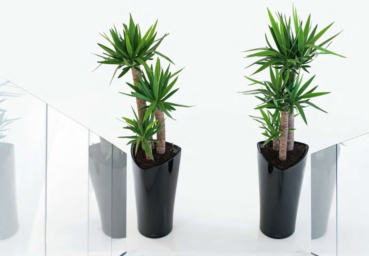 Юкка в лечузе