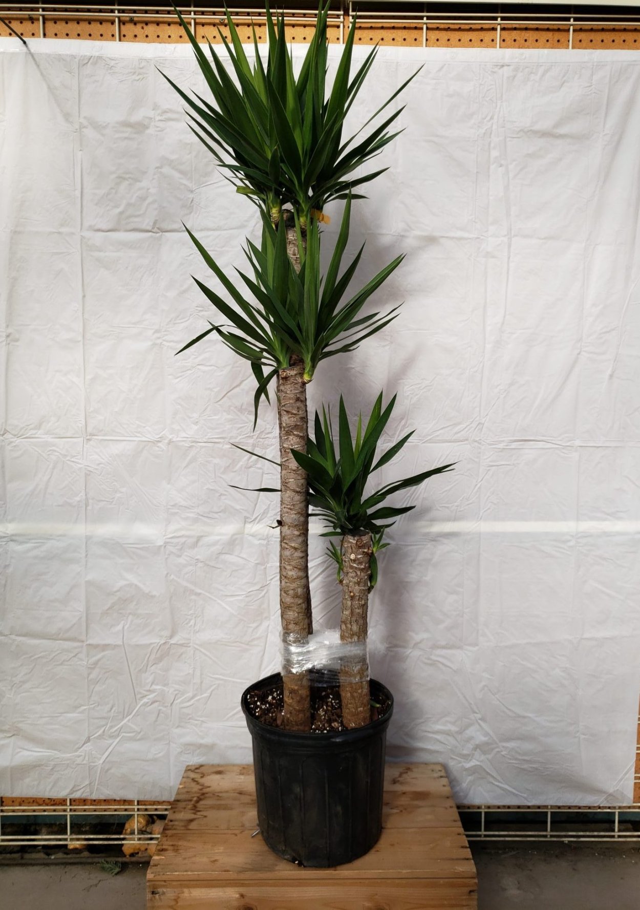 Юкка алоэлистная комнатная