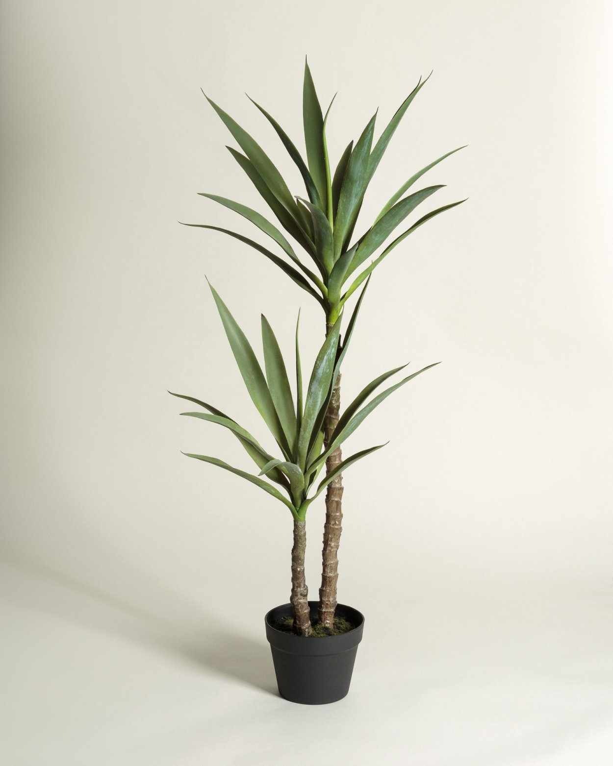 Юкка комнатная фикус