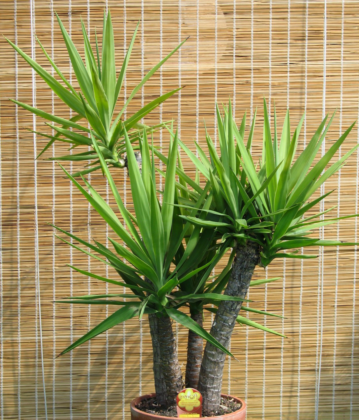 Юкка алоэлистная