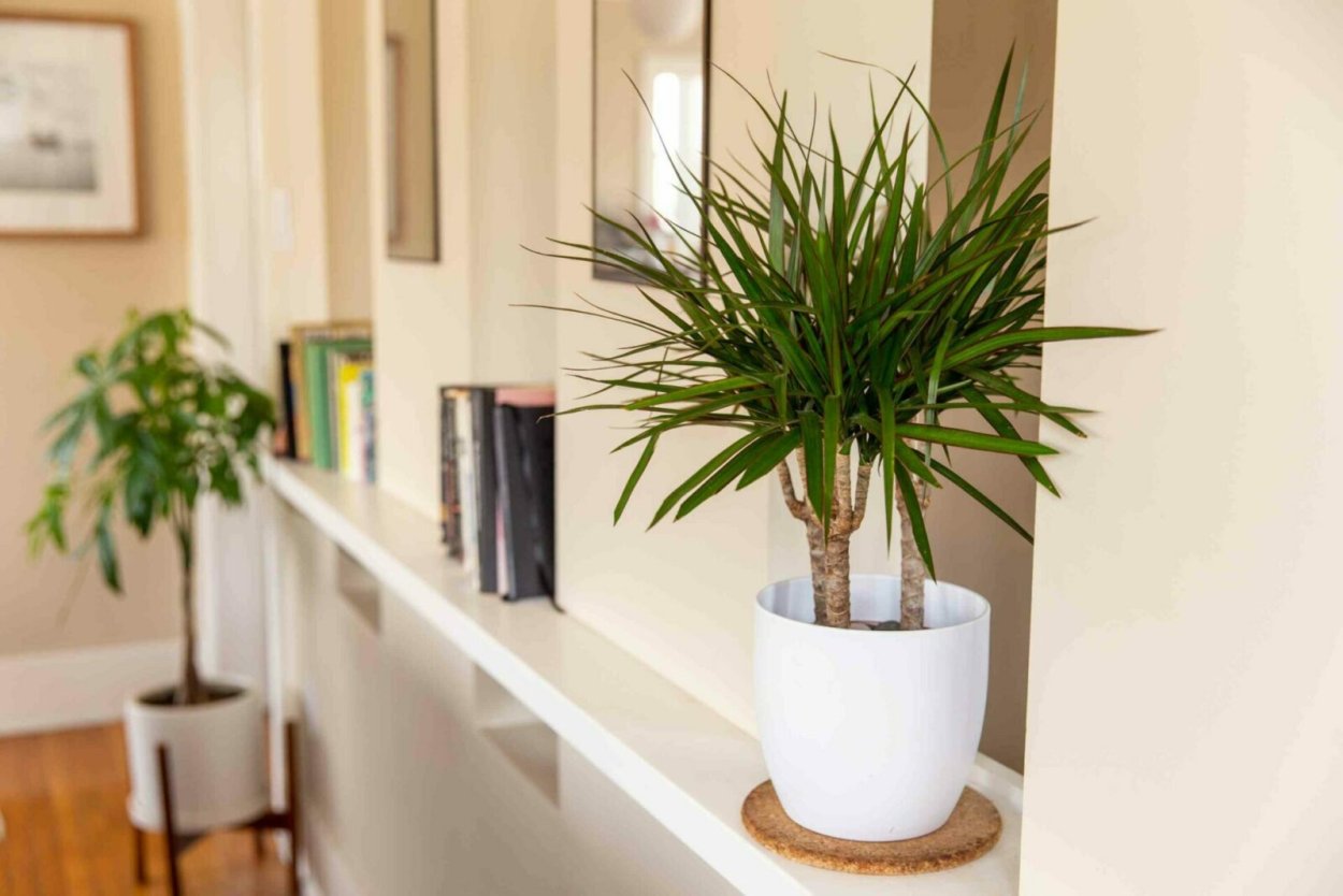 Драцена высокая