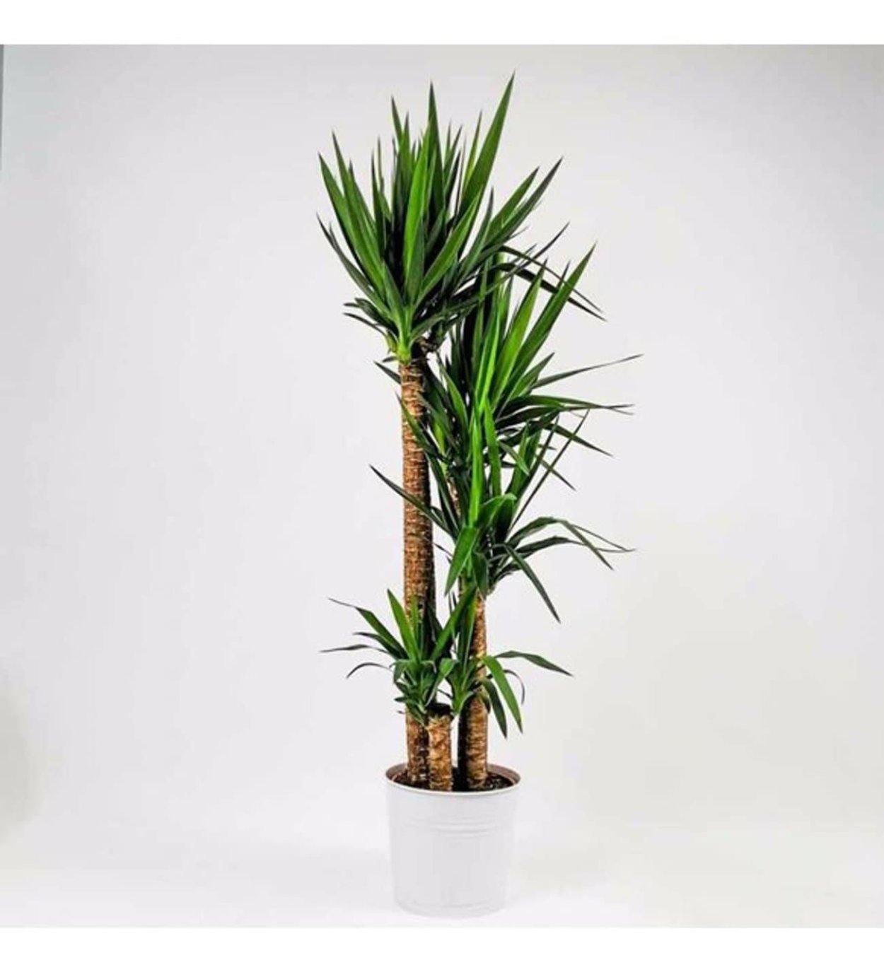 Драцена массенгена