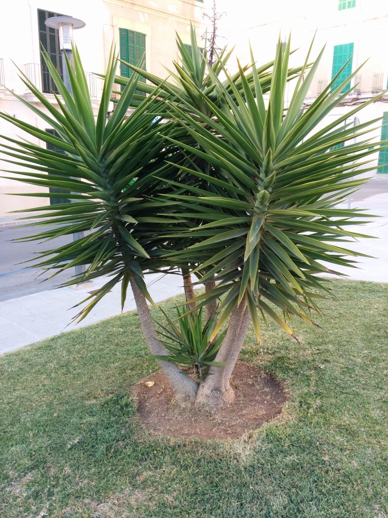 Юкка – Yucca SP.