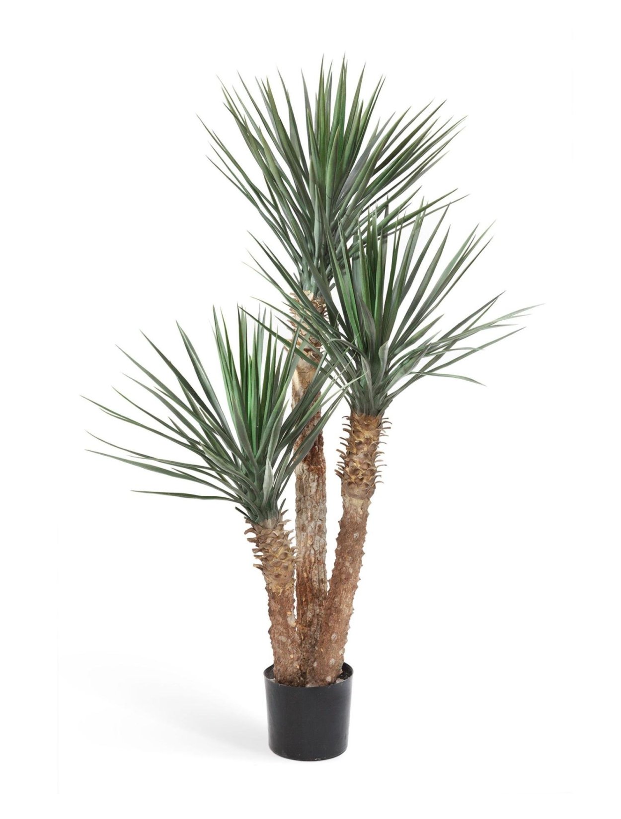 Юкка рострата куст