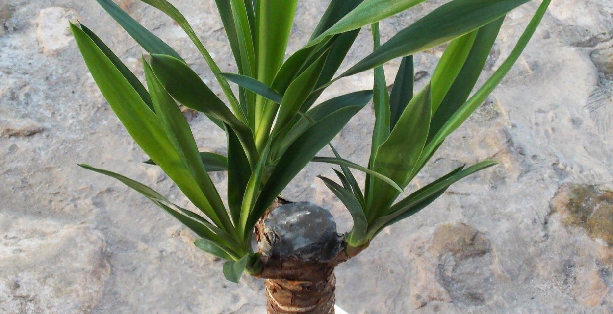 Посадка Юкки Пальма в открытый