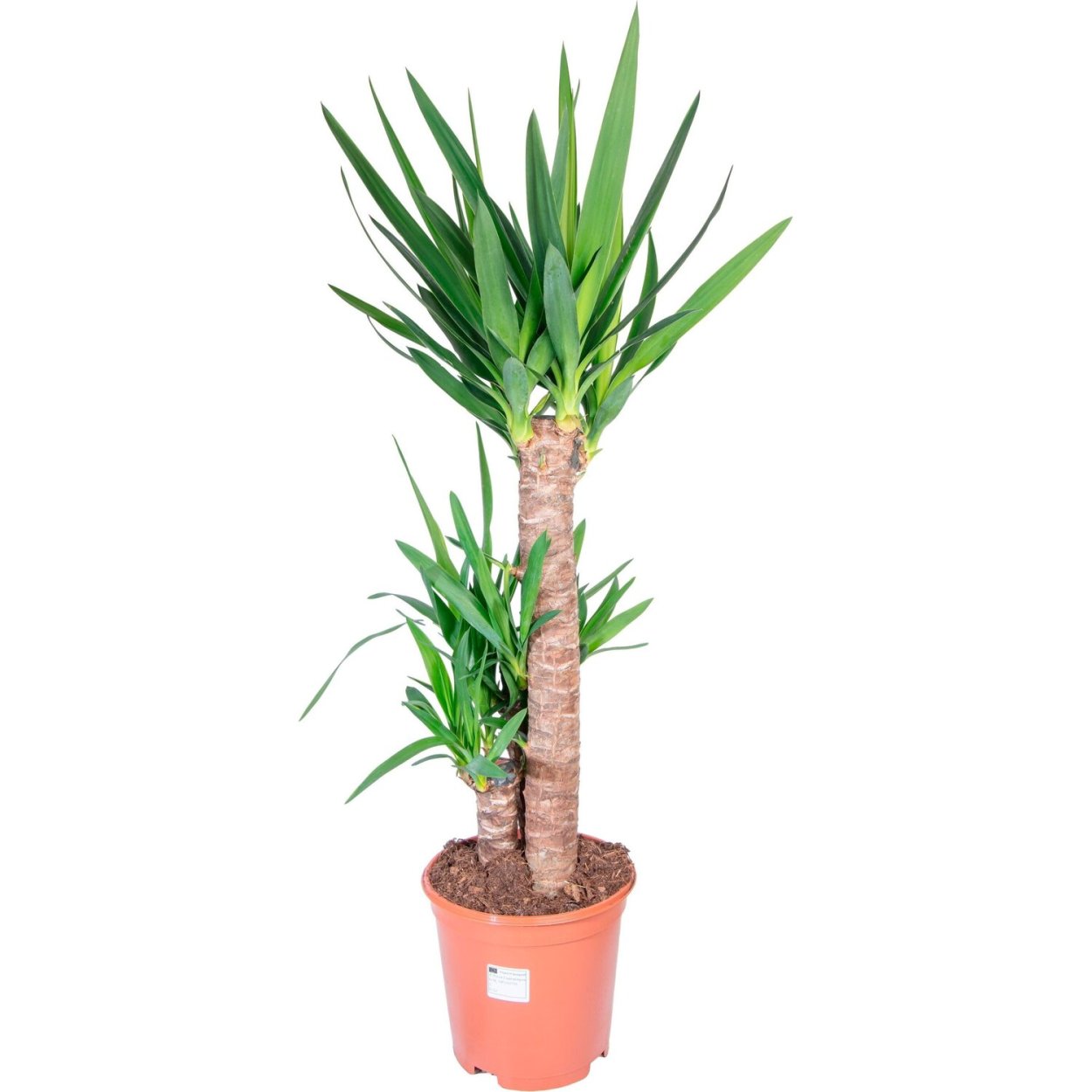 Юкка 3ст. D21 h125