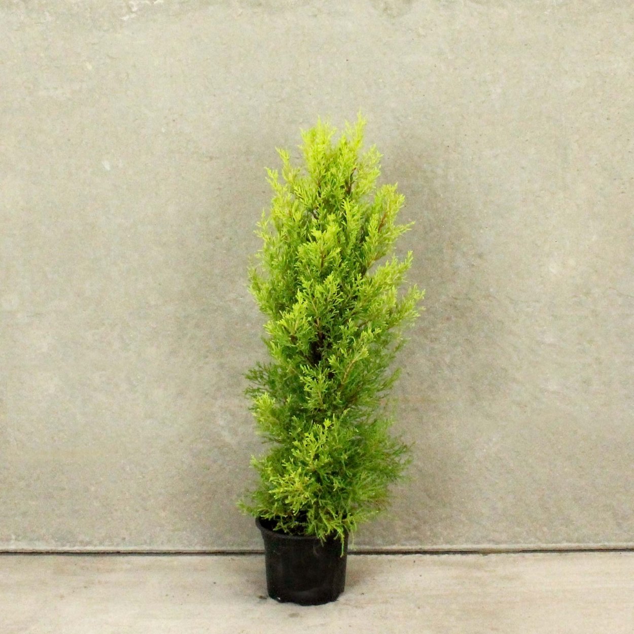 Cupressus macrocarpa Goldcrest