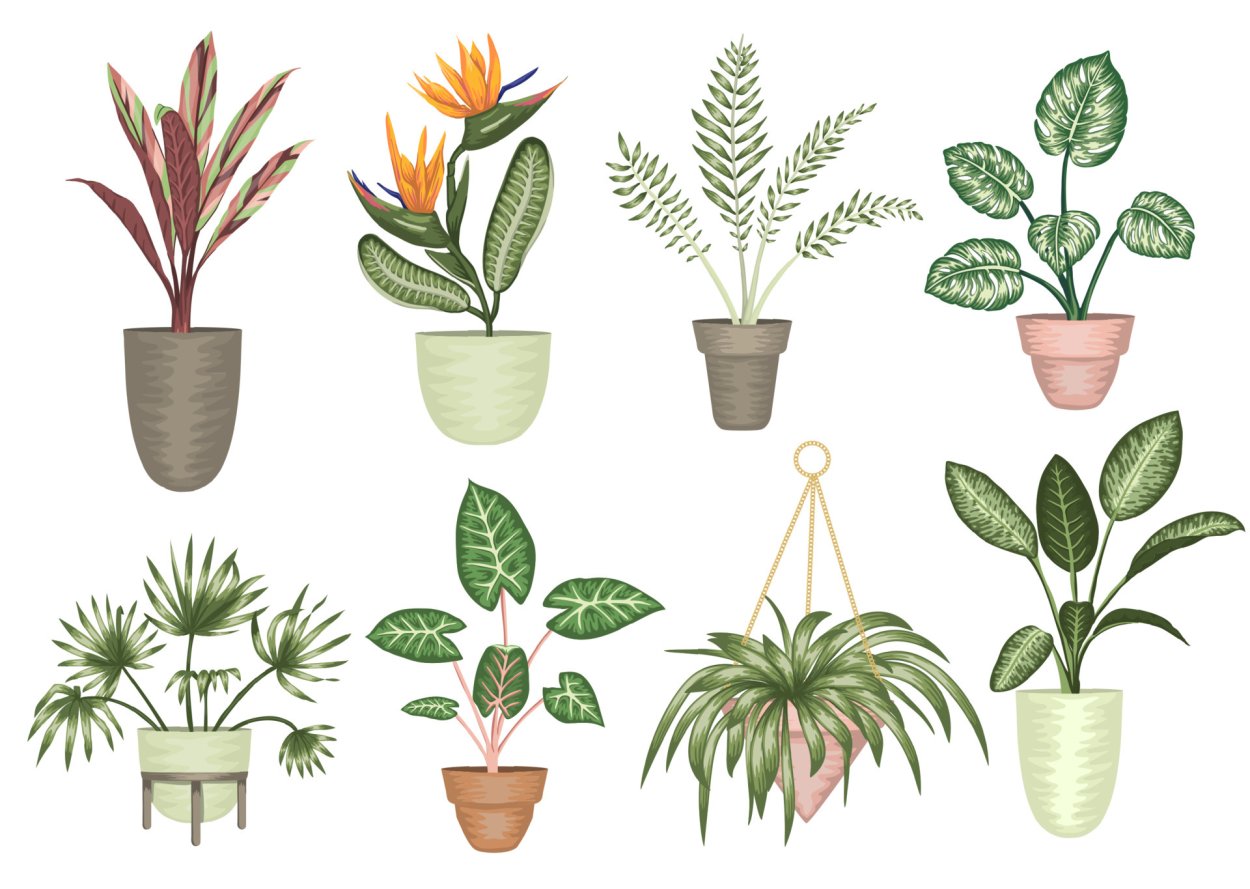 Houseplants обрезанный фон