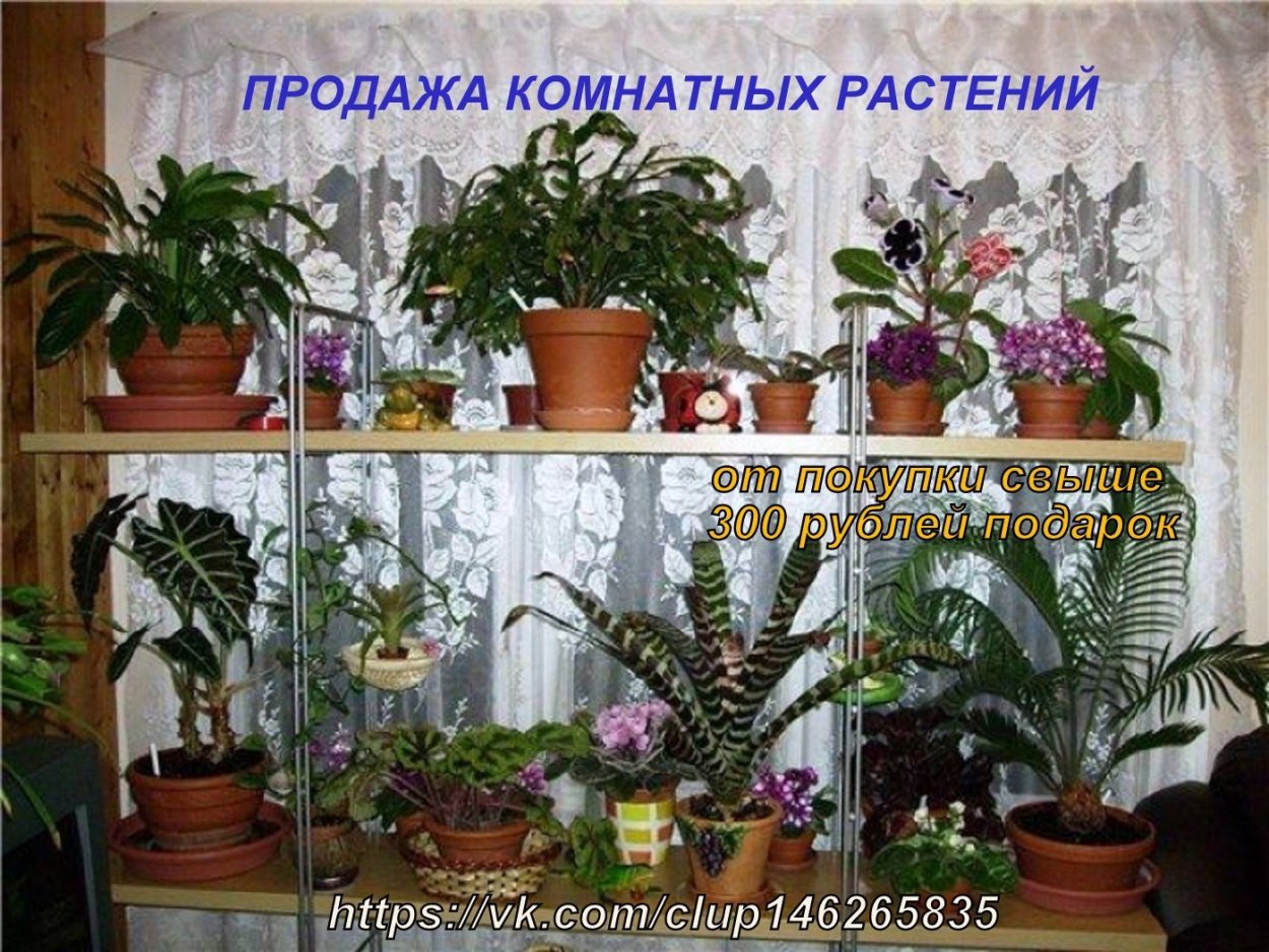 Фото Калейдоскоп комнатных растений