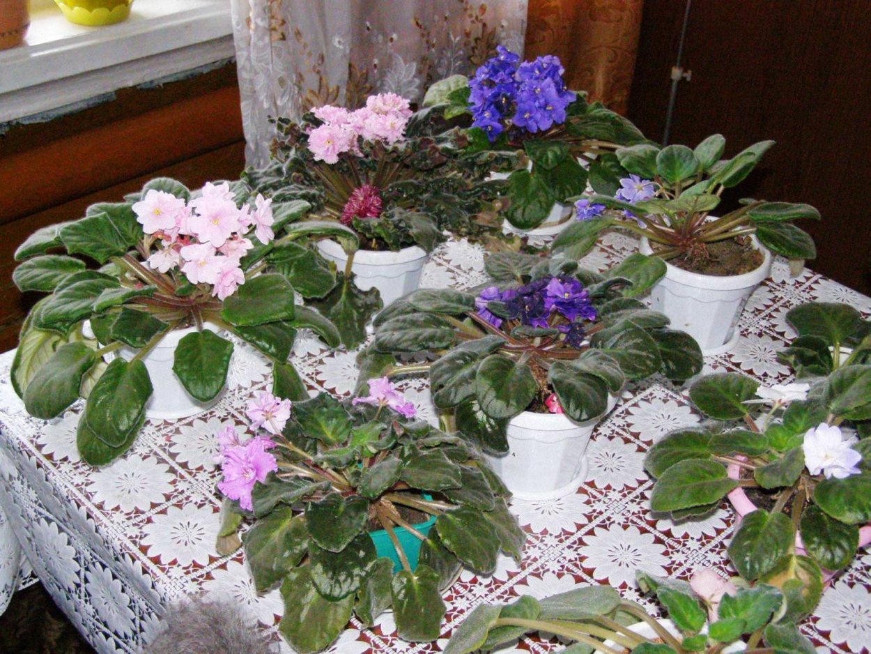 Сенполия в доме