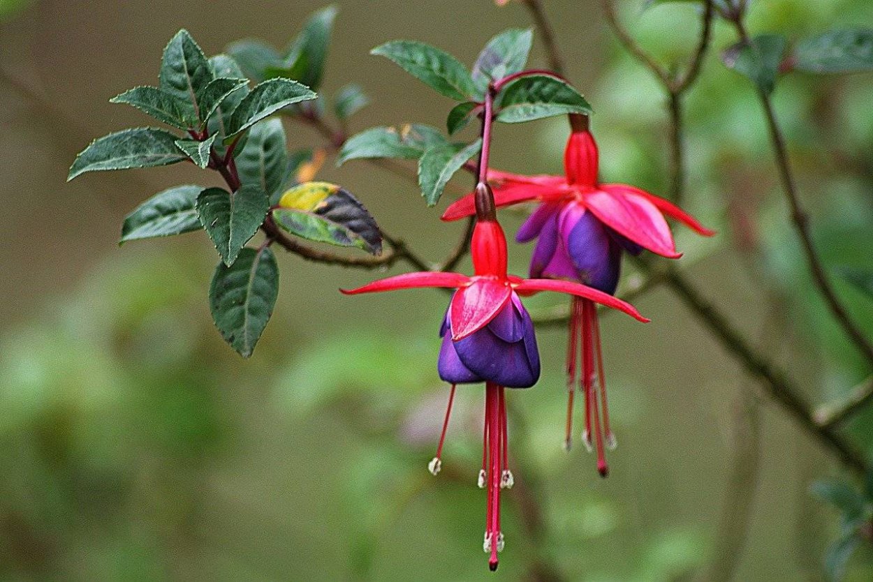 Фуксия Fuchsia