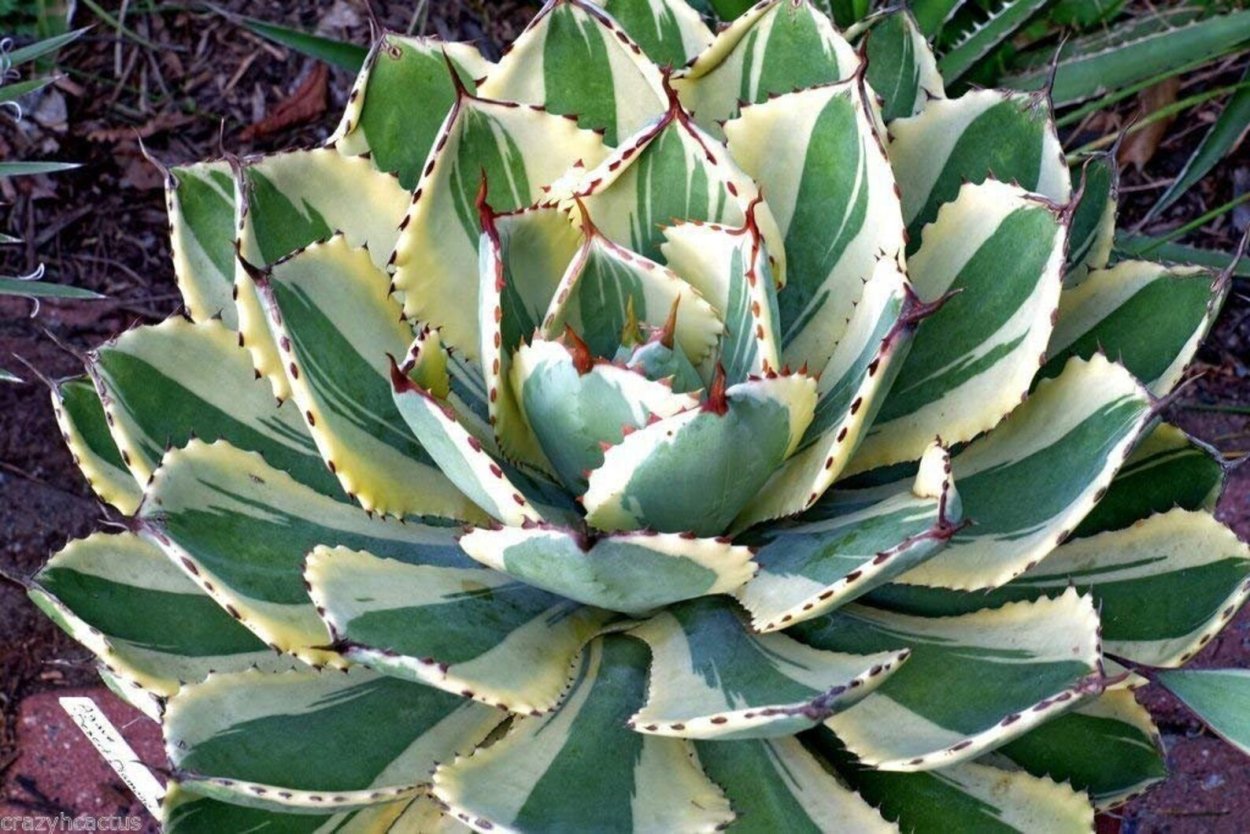 Agave кичиокан