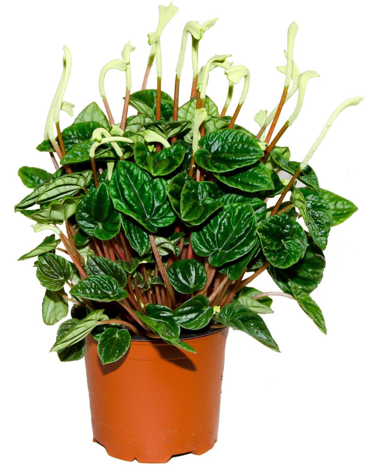 Пеперомия Peperomia griseoargentea
