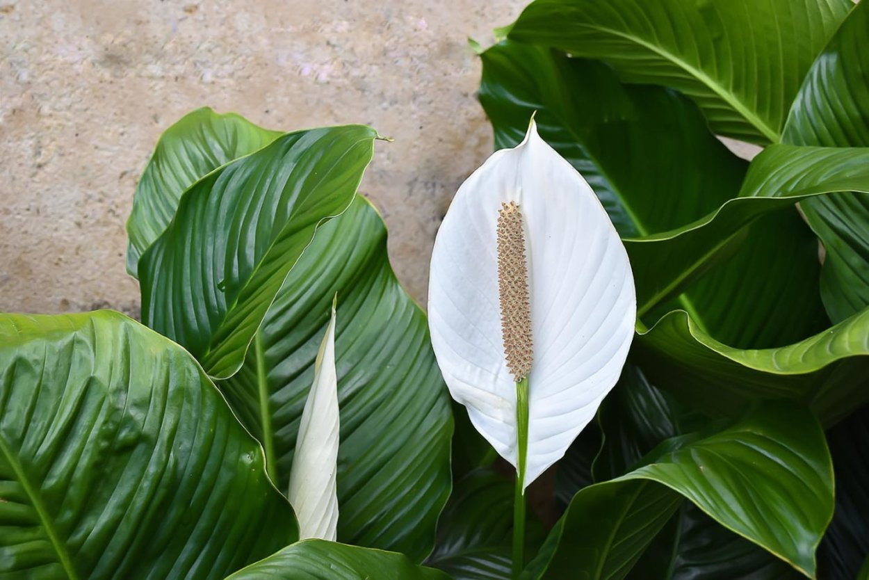 Спатифиллум Уоллиса (Spathiphyllum wallisii)