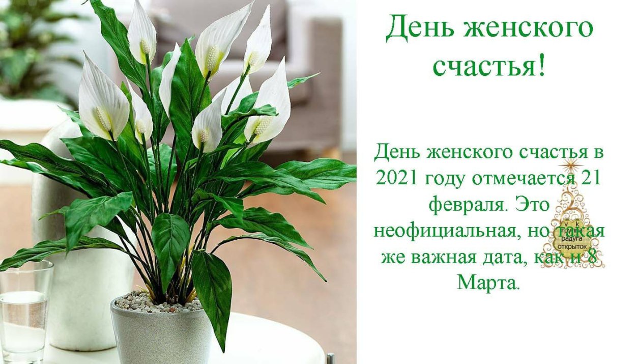 Спатифиллум женское счастье