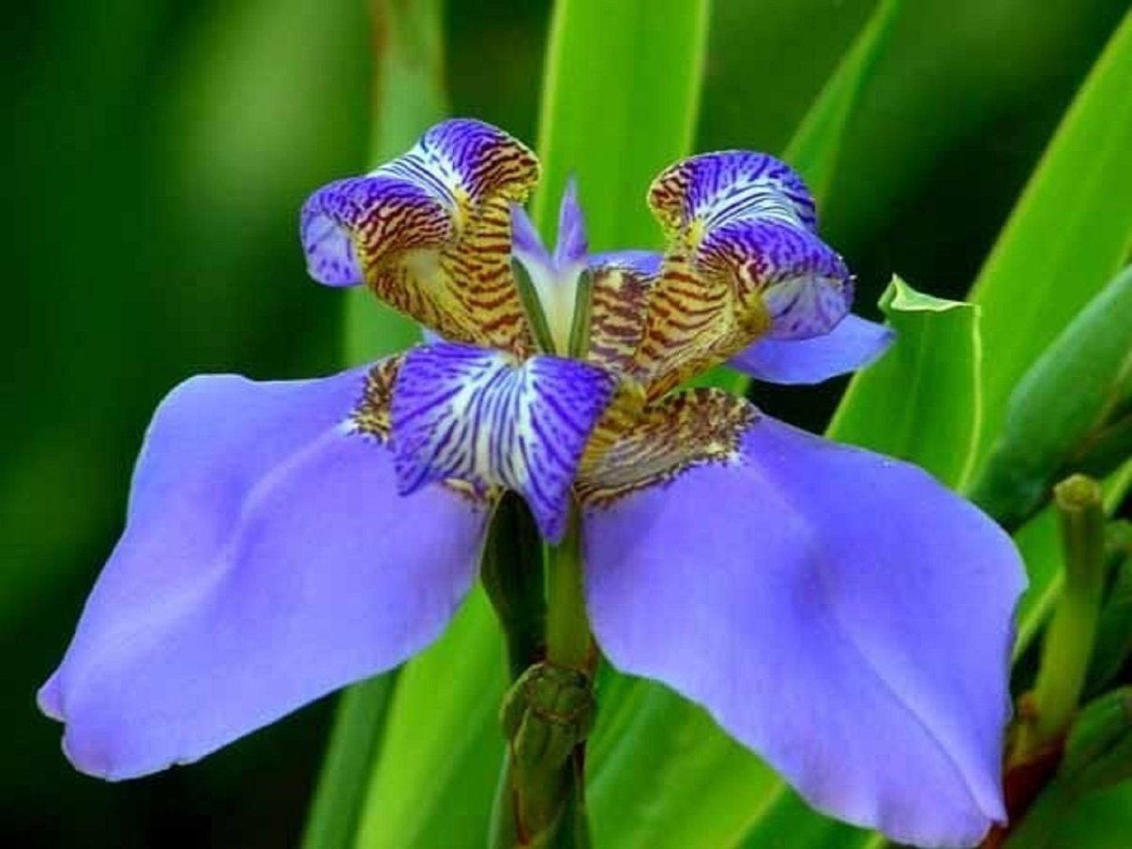 Neomarica caerulea