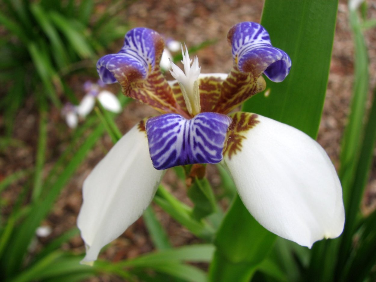 Neomarica northiana