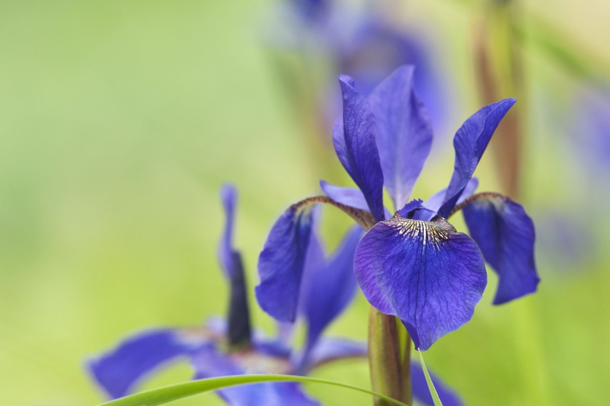 Iris sibirica Tipped in Blue