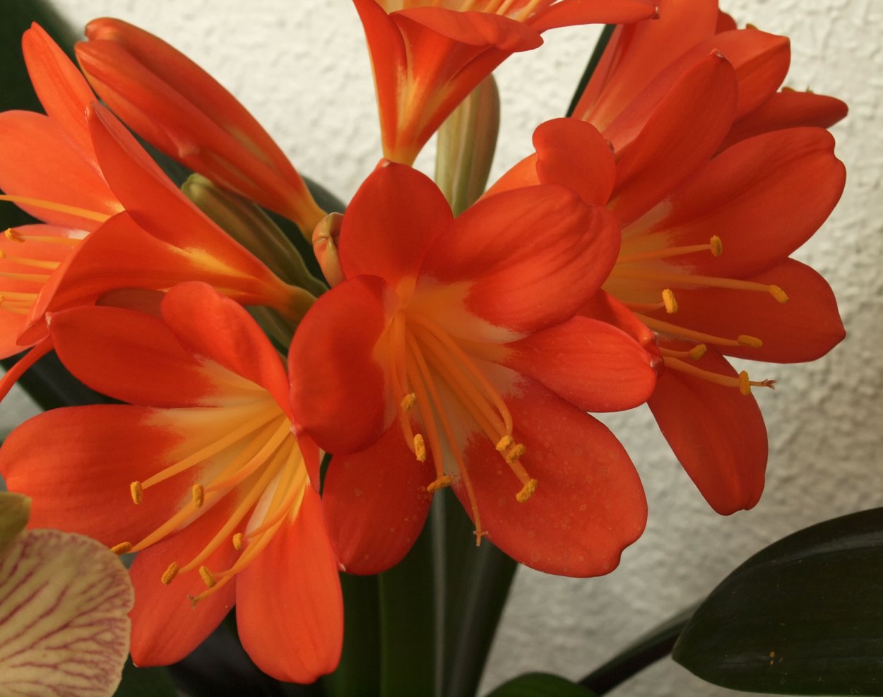 Кливия Clivia miniata (50см)