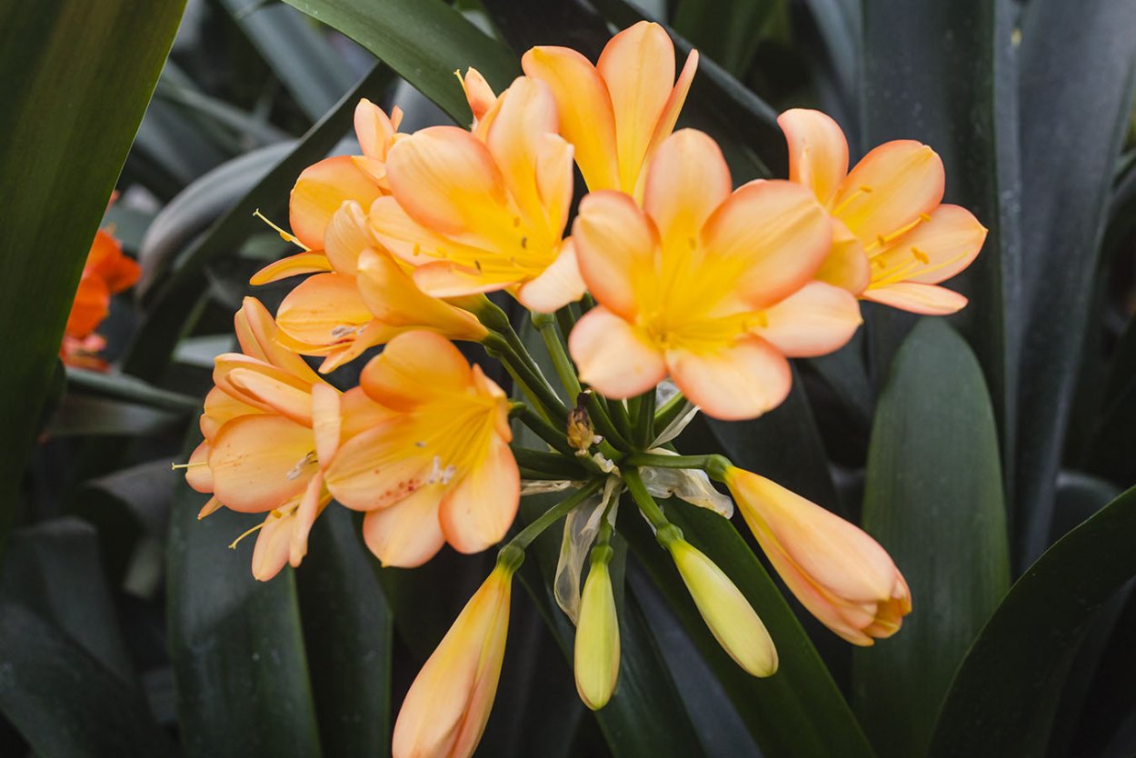 Кливия - Clivia d12 h40