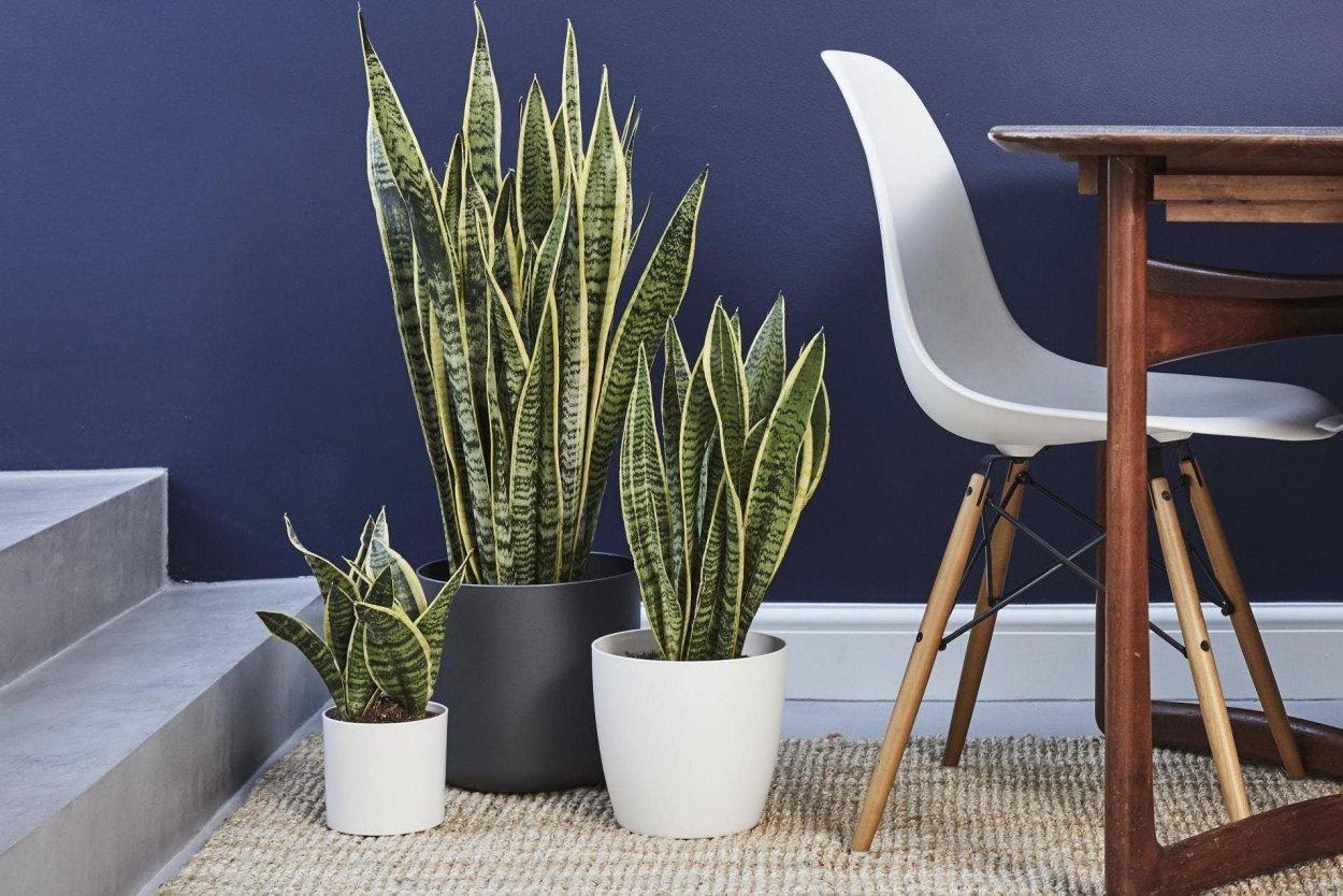 Сансевиерия трехполосная (Sansevieria trifasciata)