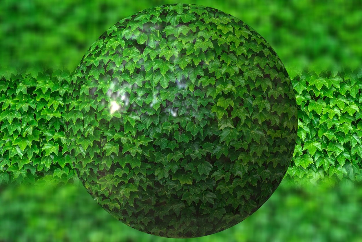Плющ шар