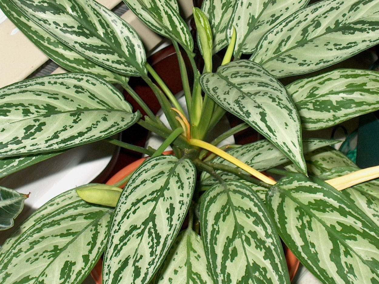 Комнатное растение с большими пятнистыми листьями