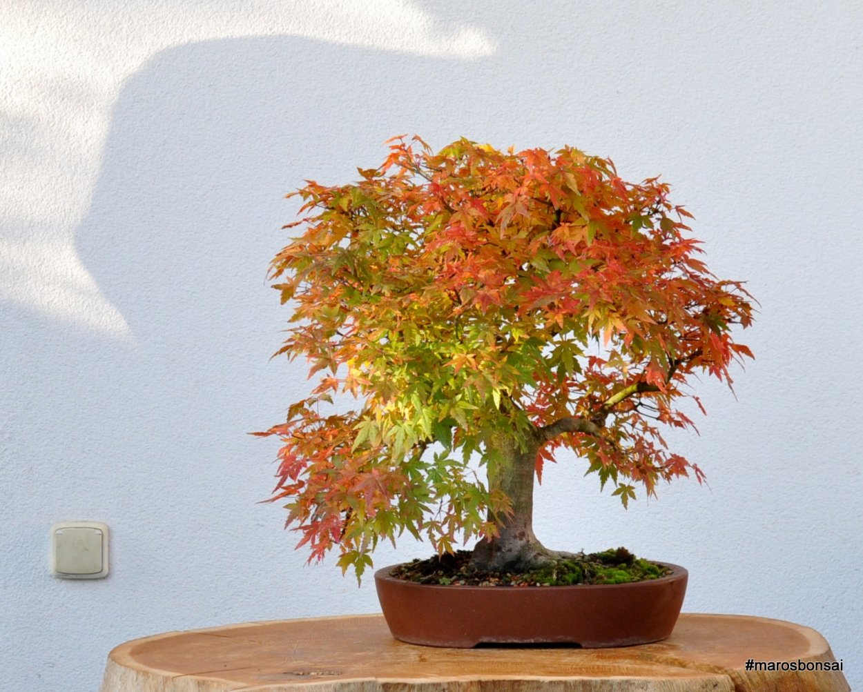 Клен ложнозибольдов бонсай