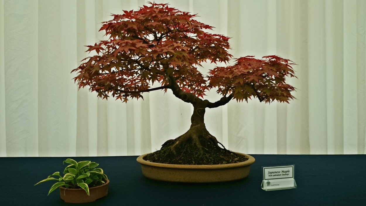 Японский клен бонсай list