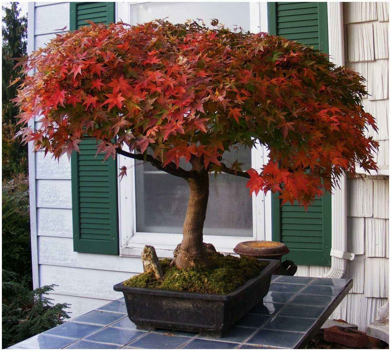 Клен Гиннала бонсай