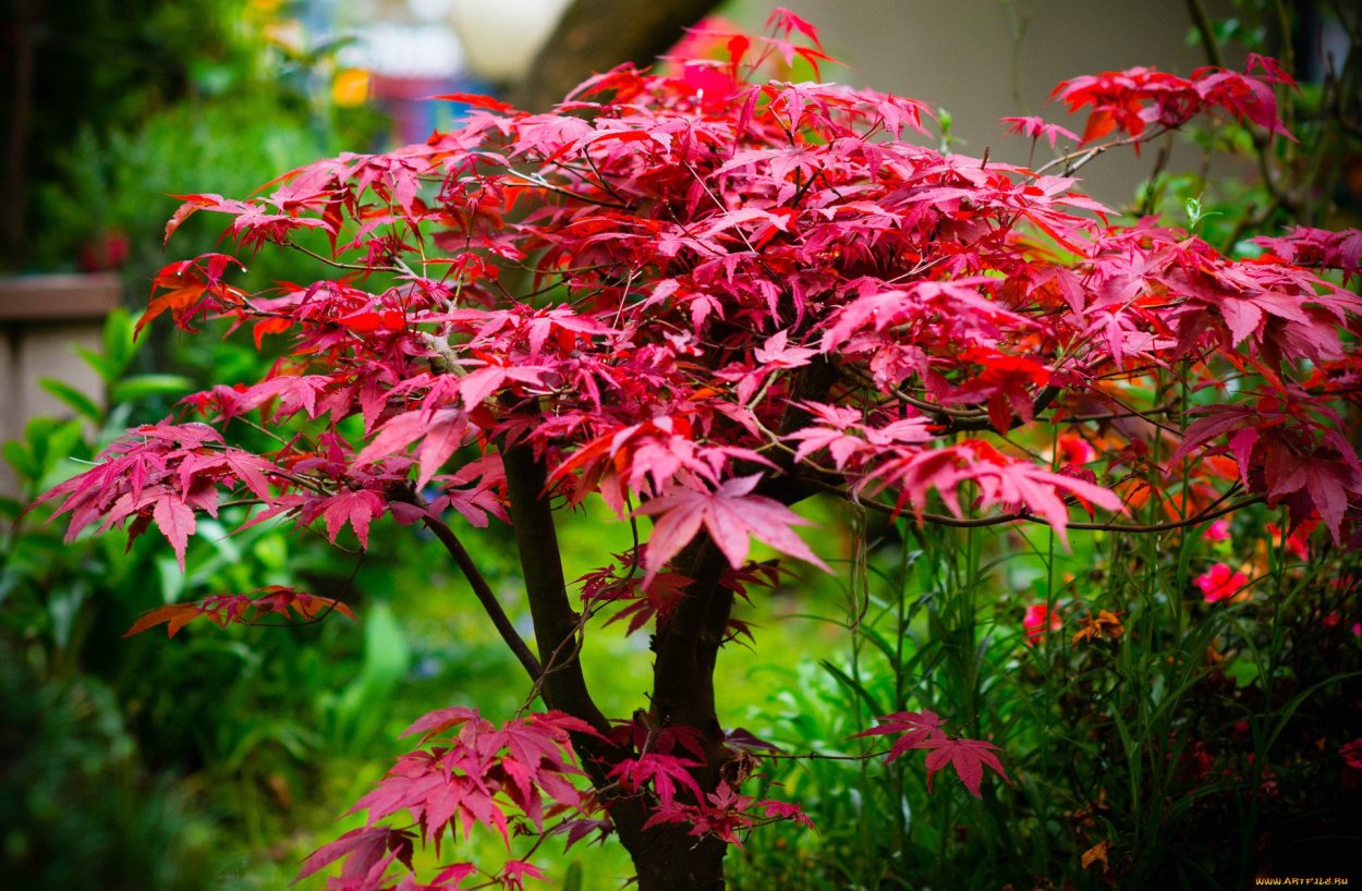 Клен дланевидный