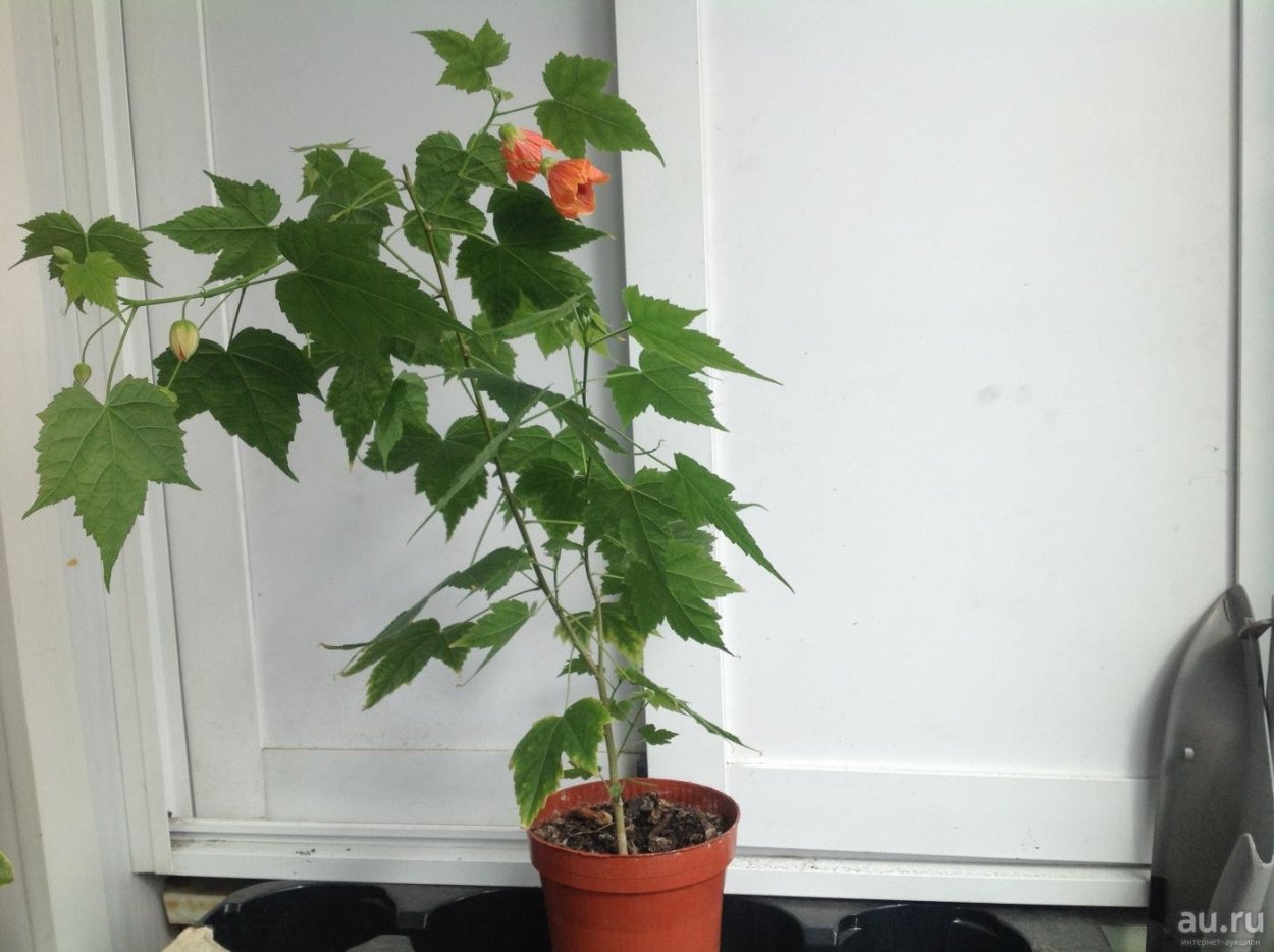 Абутилон Селло