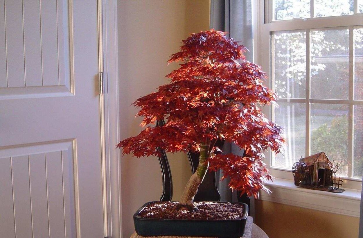 Бонсай клен