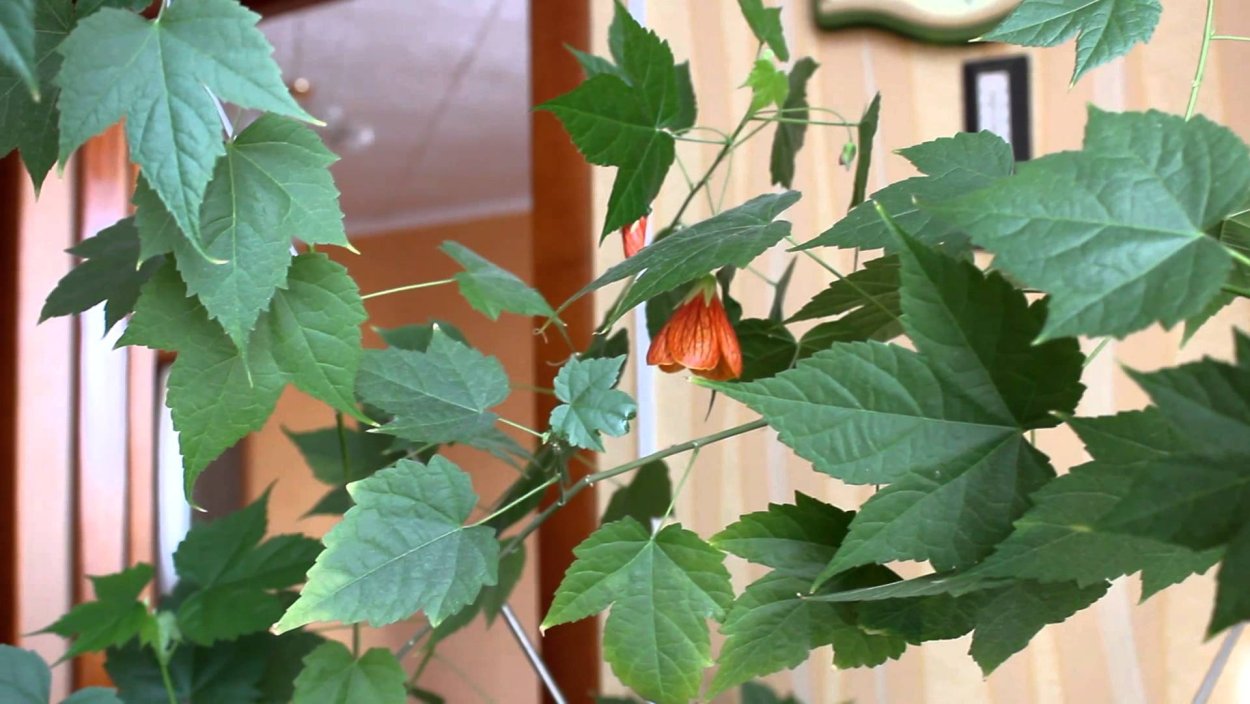 Домашний клен