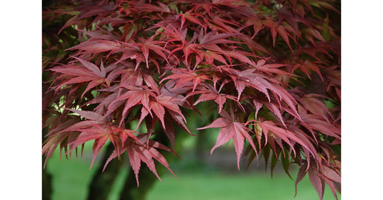 Acer palmatum 'Pixie'