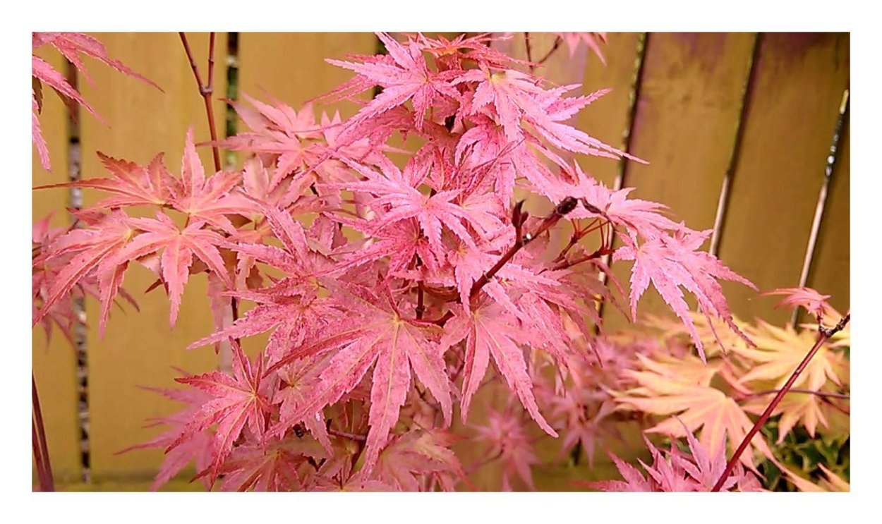 Клен дланевидный Феникс