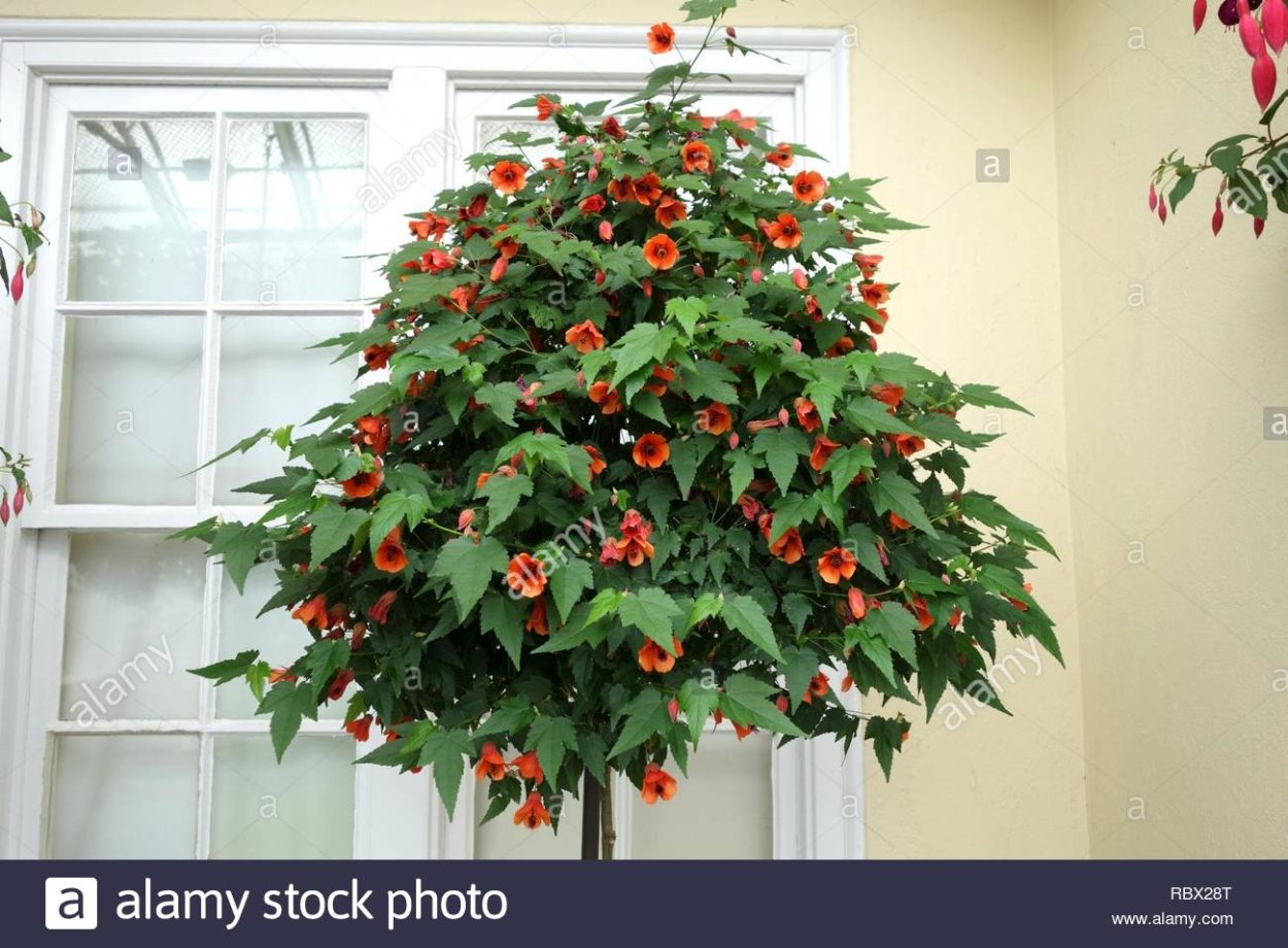 Абутилон комнатный клен