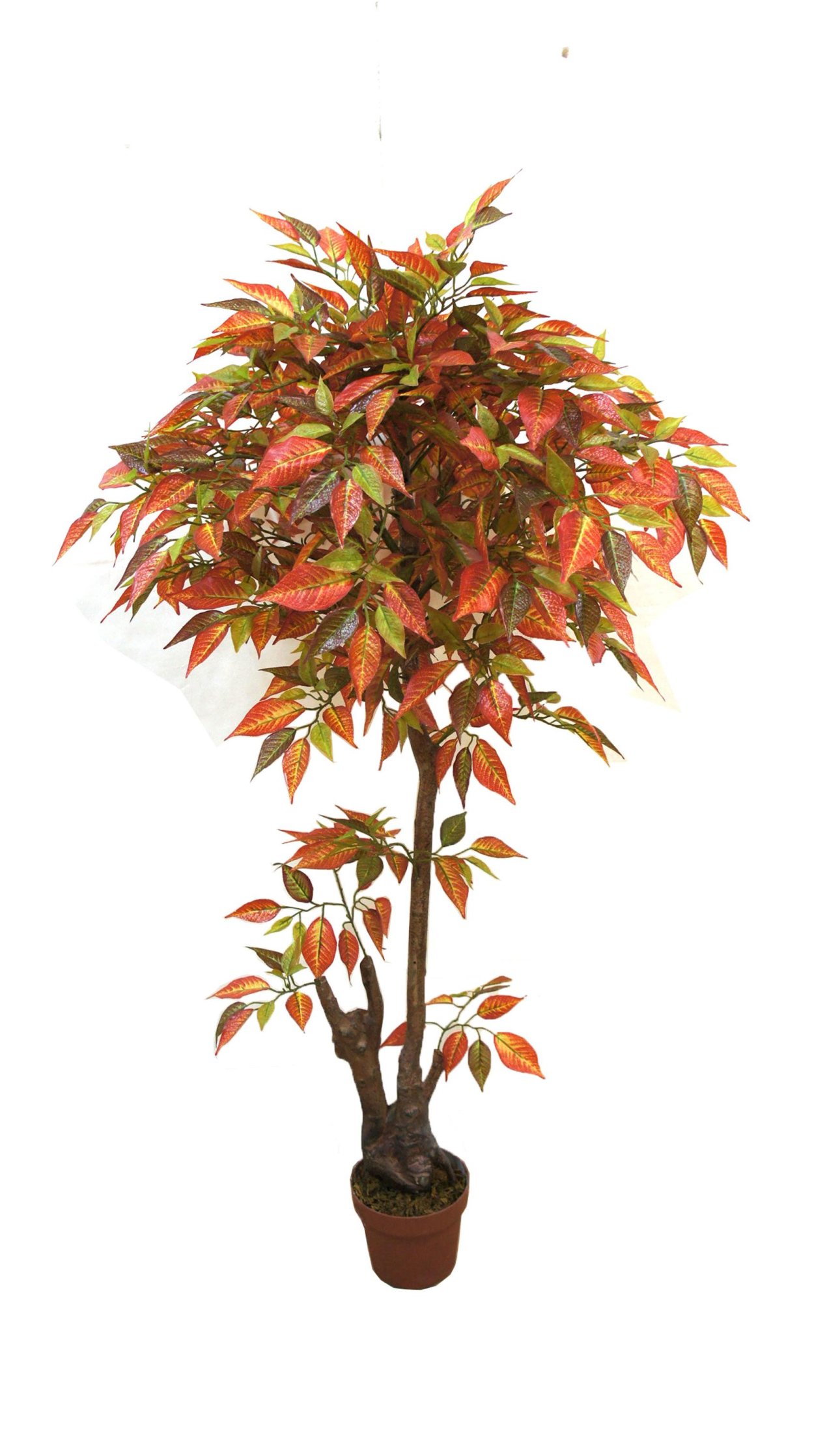 Клен Давида бонсай